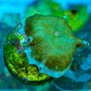 Rhodactis  "Frog Skin" WYSIWYG nr 2