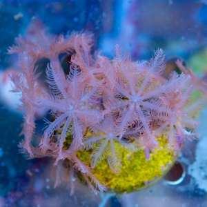 Anthelia sp. "Long Hair" - DCW nr 1   