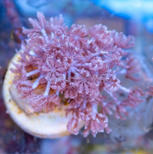 Xenia sp. - "Pumping Xenia - DCW nr 1 