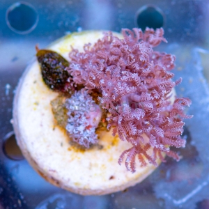 Xenia sp. - "Pumping Xenia - DCW nr 2