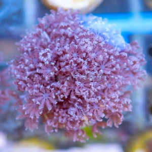 Xenia sp. - "Pumping Xenia - DCW nr 5