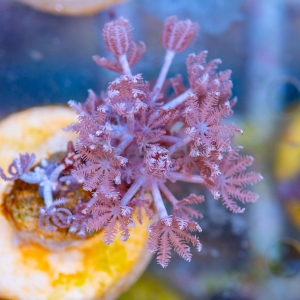 Xenia sp. - "Pumping Xenia - DCW nr 6