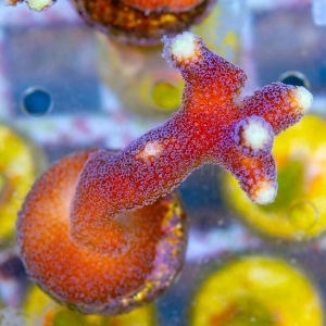 Stylophora pistillata "SF Purple Queen" -  DCW nr 1