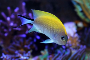 Genicanthus melanospilus - odłów ręczny, bez trucizn