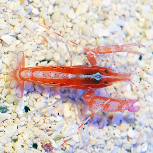 lg_91402_Curly_Que_Snapping_Shrimp_576x.webp