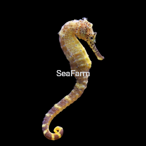 Seahorse-Erectus-Hippocampus-Erectus.png