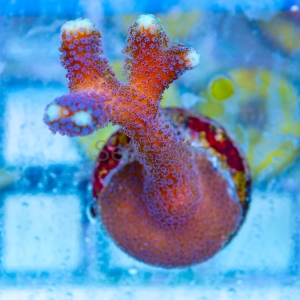 Stylophora pistillata "SF Purple Queen" -  DCW nr 3