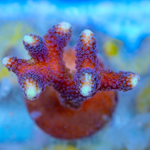 Stylophora pistillata "SF Purple Queen" -  DCW nr 4