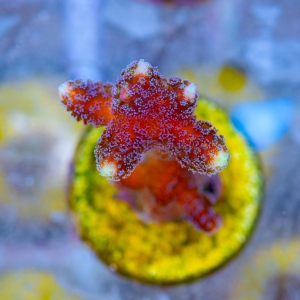 Stylophora pistillata "SF Purple Queen" -  DCW nr 5