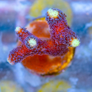 Stylophora pistillata "SF Purple Queen" -  DCW nr 6