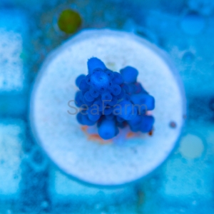 Acropora gomezi - "Paradise Blue" - WYSIWYG nr 1