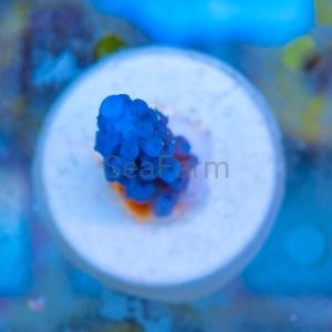 Acropora gomezi - "Paradise Blue" - WYSIWYG nr 2