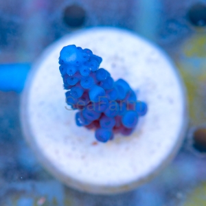 Acropora gomezi - "Paradise Blue" - WYSIWYG nr 3