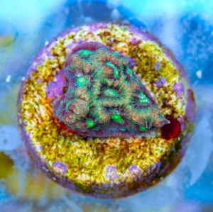 Favites pentagona "SF Bicolor War Coral" WYSIWYG nr 1 