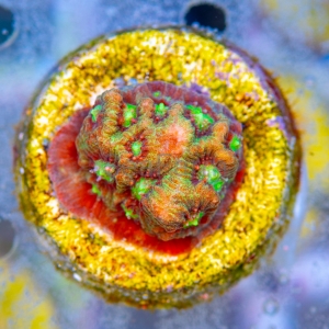 Favites pentagona "SF Bicolor War Coral" WYSIWYG nr 2