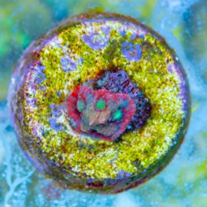 Favites pentagona "SF Bicolor War Coral" WYSIWYG nr 4