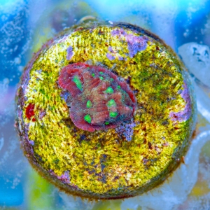 Favites pentagona "SF Bicolor War Coral" WYSIWYG nr 5