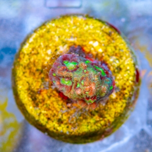 Favites pentagona "SF Bicolor War Coral" WYSIWYG nr 7