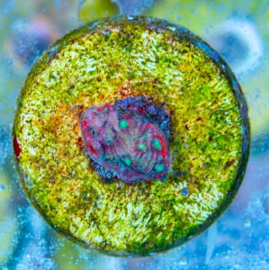 Favites pentagona "SF Bicolor War Coral" WYSIWYG nr 8