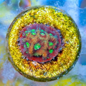 Favites pentagona "SF Bicolor War Coral" WYSIWYG nr 9