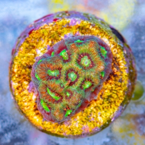 Favites pentagona "SF Bicolor War Coral" WYSIWYG nr 11