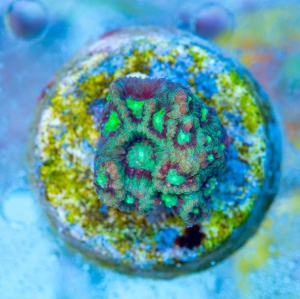 Favites pentagona "SF Bicolor War Coral" WYSIWYG nr 12