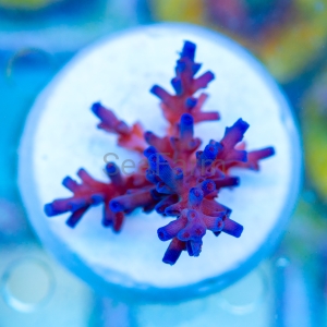 Acropora  echinata- "Ice Fire" - WYSIWYG nr 2