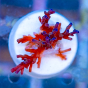 Acropora  echinata- "Ice Fire" - WYSIWYG nr 4