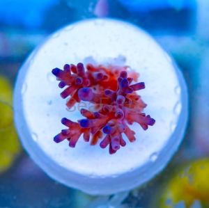 Acropora  echinata- "Ice Fire" - WYSIWYG nr 6