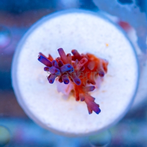 Acropora  echinata- "Ice Fire" - WYSIWYG nr 7
