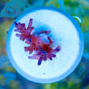 Acropora  echinata- "Ice Fire" - WYSIWYG nr 8