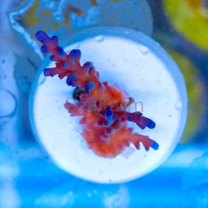 Acropora  echinata- "Ice Fire" - WYSIWYG nr 9