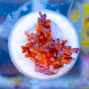 Acropora  echinata- "Ice Fire" - WYSIWYG nr 10