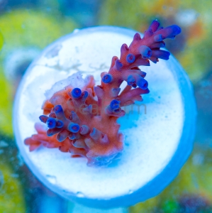 Acropora  echinata- "Ice Fire" - WYSIWYG nr 11