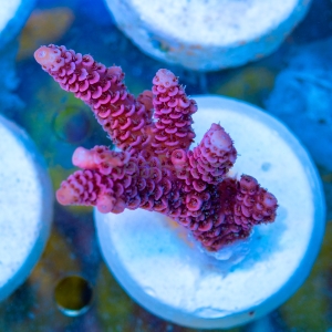 Acropora millepora - "Real Pink" - WYSIWYG nr 1