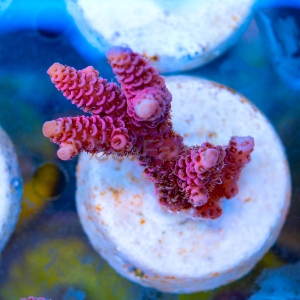 Acropora millepora - "Real Pink" - WYSIWYG nr 2