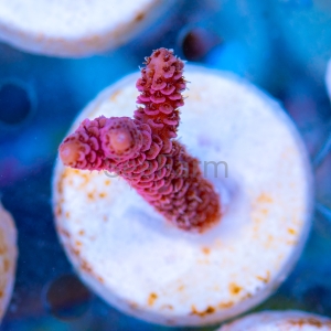 Acropora millepora - "Rose Red" - WYSIWYG nr 3