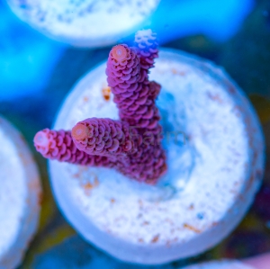 Acropora millepora - "Real Pink" - WYSIWYG nr 7
