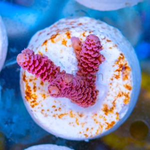Acropora millepora - "Real Pink" - WYSIWYG nr 9