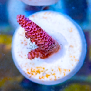 Acropora millepora - "Real Pink" - WYSIWYG nr 13