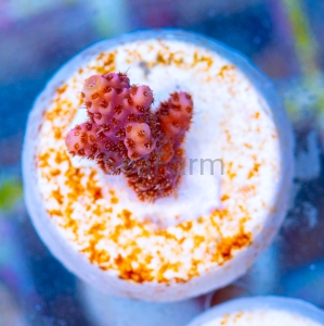 Acropora millepora - "Real Pink" - WYSIWYG nr 14
