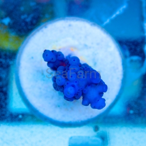 Acropora gomezi - "Paradise Blue" - WYSIWYG nr 1 