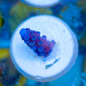 Acropora gomezi - "Paradise Blue" - WYSIWYG nr 2