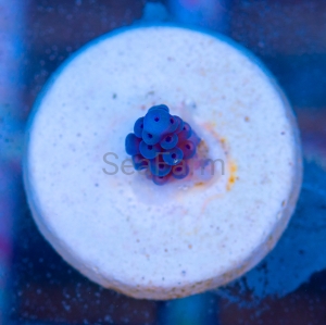 Acropora gomezi - "Paradise Blue" - WYSIWYG nr 4