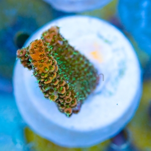 Acropora millepora - "Sunset Rainbow" - WYSIWYG nr 1 