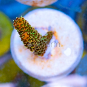 Acropora millepora - "Sunset Rainbow" - WYSIWYG nr 2