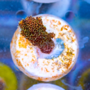 Acropora millepora - "Sunset Rainbow" - WYSIWYG nr 3