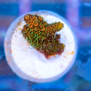 Acropora millepora - "Sunset Rainbow" - WYSIWYG nr 4
