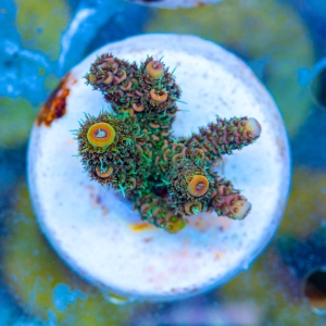 Acropora millepora - "Sunset Rainbow" - WYSIWYG nr 6