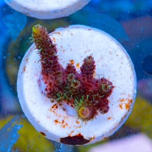 Acropora millepora - "Sunset Rainbow" - WYSIWYG nr 7